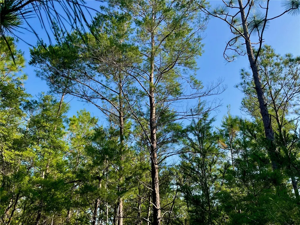 PINETREE LANE Defuniak Springs, FL 32433