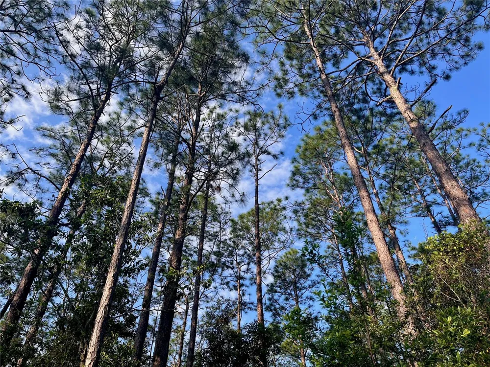 PINETREE LANE Defuniak Springs, FL 32433