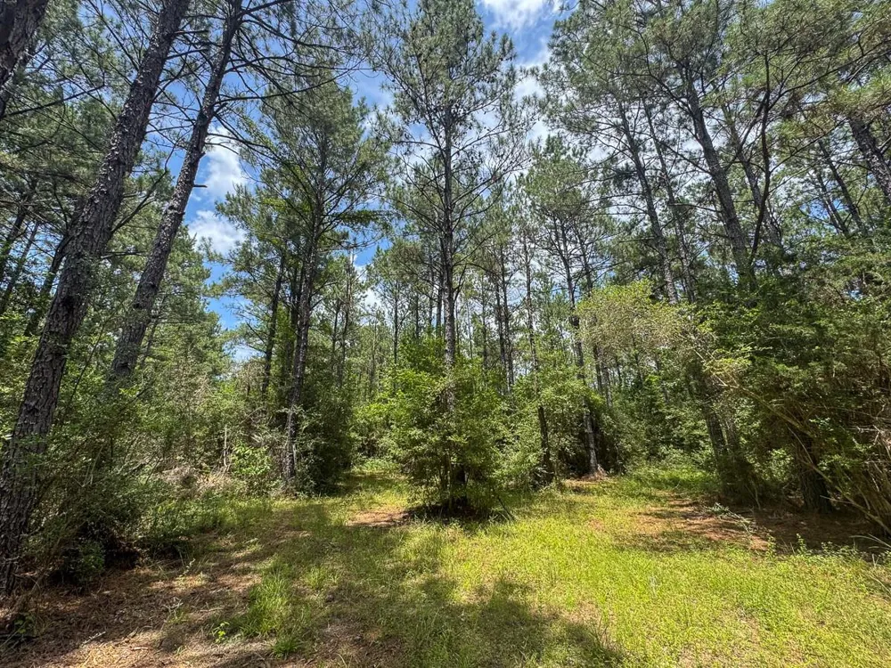 4 Benny Griffin Road Dallardsville, TX 77351