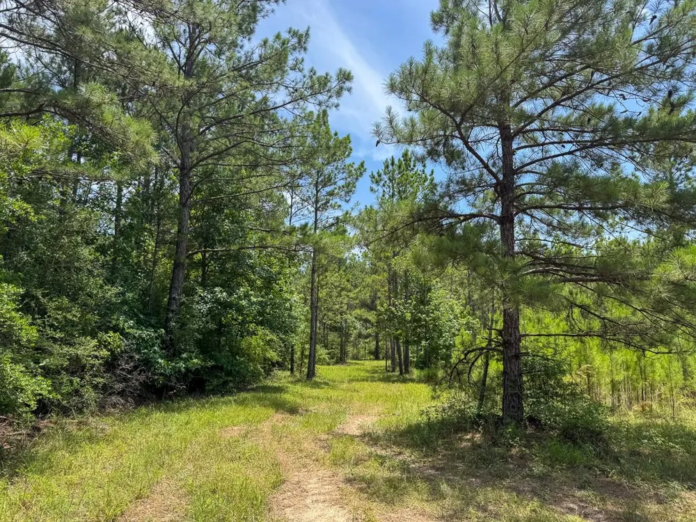 4 Benny Griffin Road Dallardsville, TX 77351