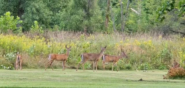 37016 64th Avenue Paw Paw, MI 49079