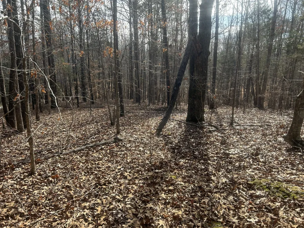 0 Mt Carmel Rd Camden, TN 38320