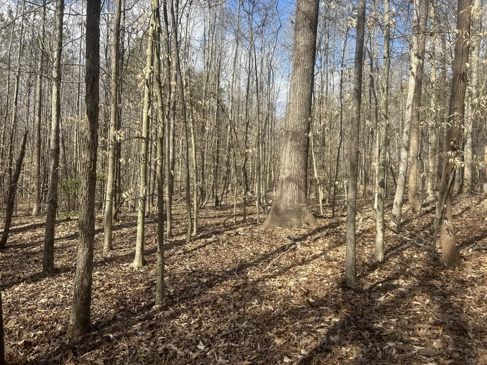 0 Mt Carmel Rd Camden, TN 38320