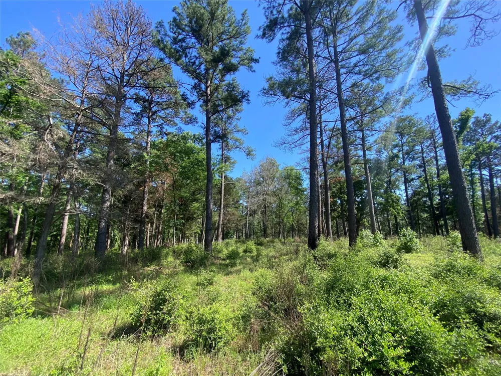 22 Pr 1313 Centerville, TX 75833