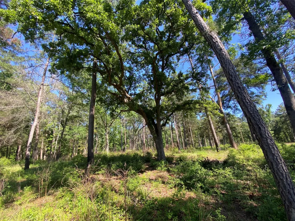 22 Pr 1313 Centerville, TX 75833