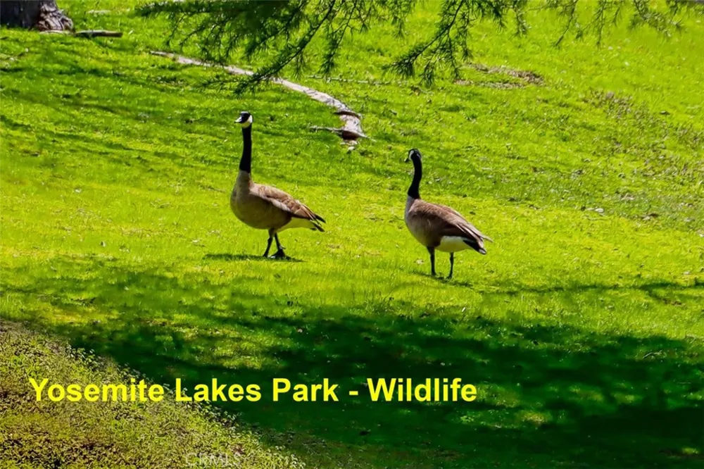 42593 John Muir Coarsegold, CA 93614