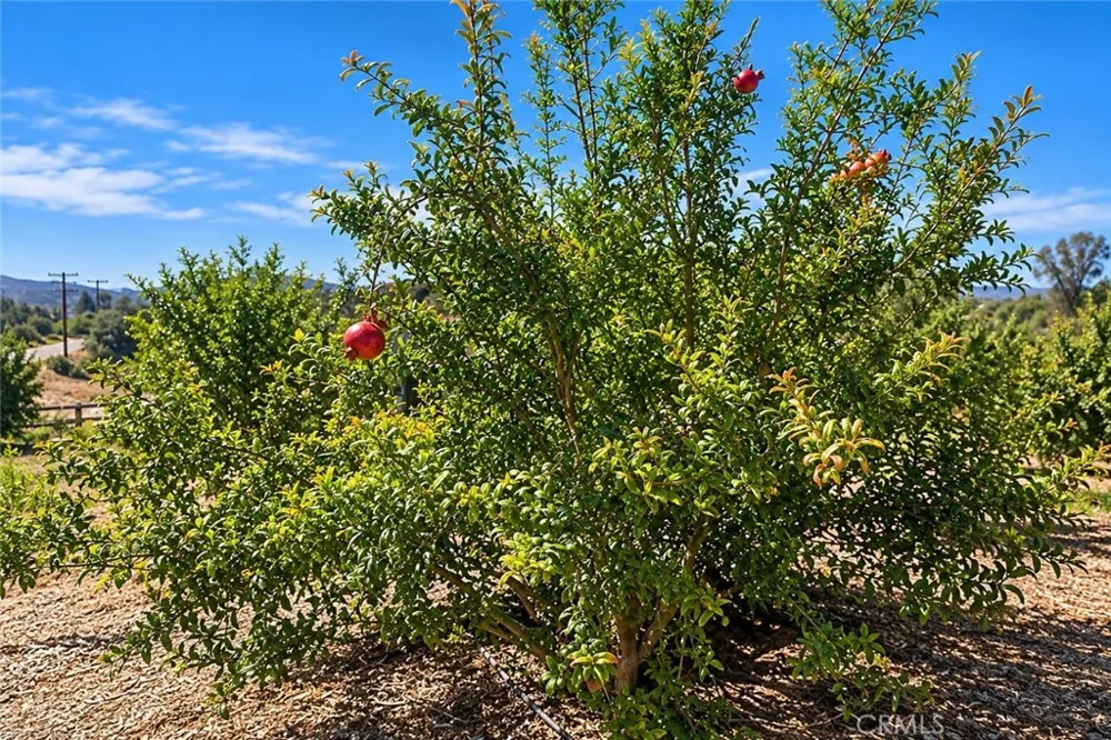 Via Vaquero Temecula, CA 92590