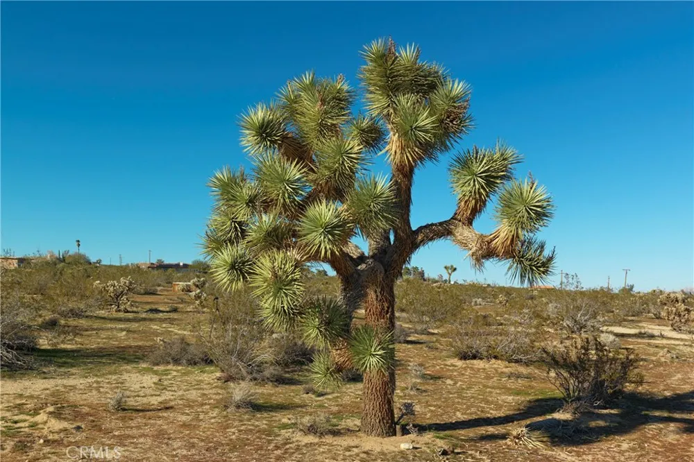 4084 Ocean Avenue Joshua Tree, CA 92252