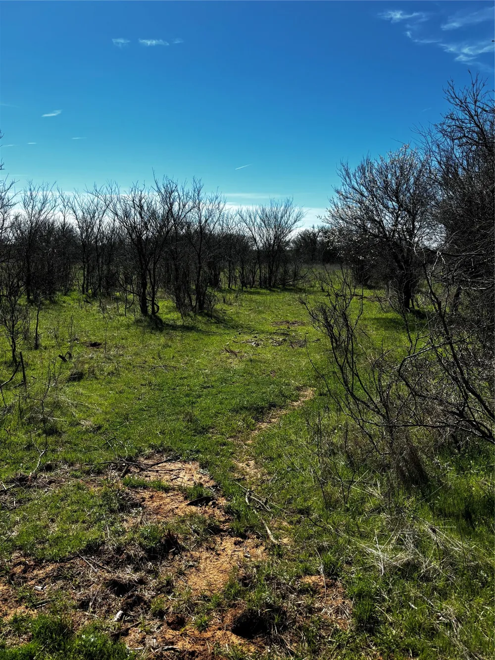 382 High Plains Court Bellevue, TX 76230