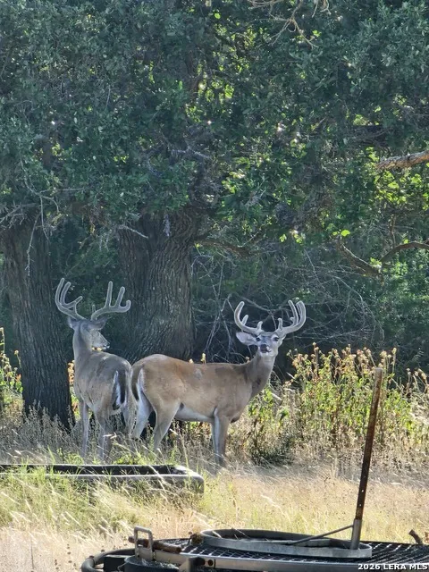 2724 Sd 24910 Rocksprings, TX 78880