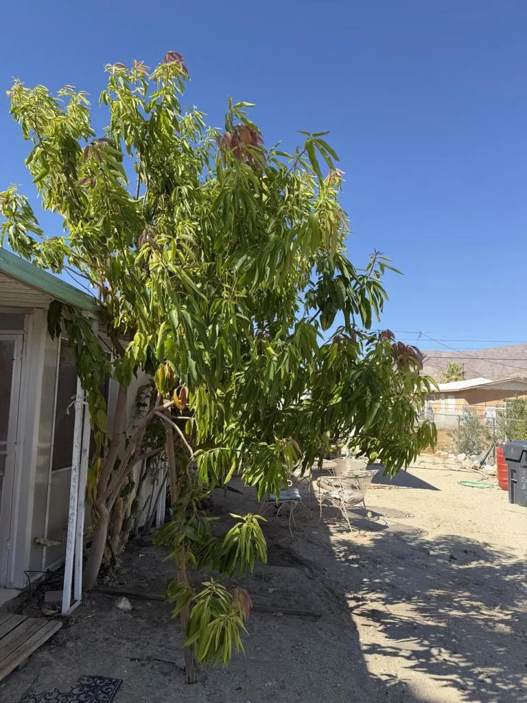 65848 Buena Vista Avenue Desert Hot Springs, CA 92240