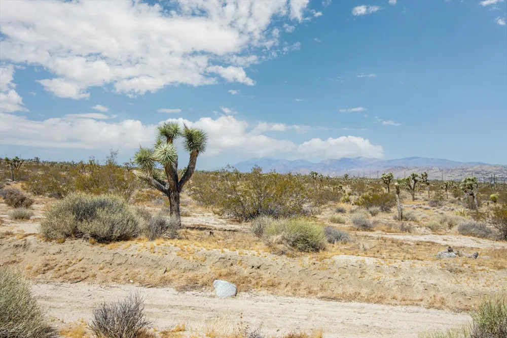 7382 Olympic Road Joshua Tree, CA 92252
