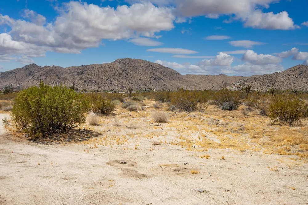 7382 Olympic Road Joshua Tree, CA 92252