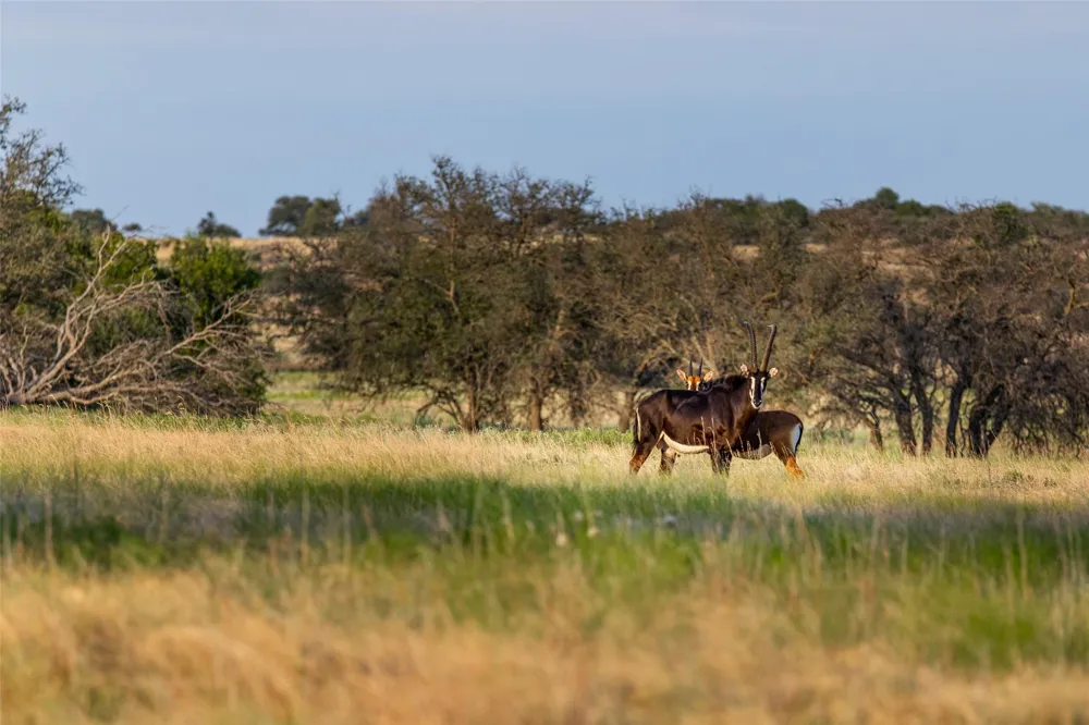890 FM 573 Mullin, TX 76864