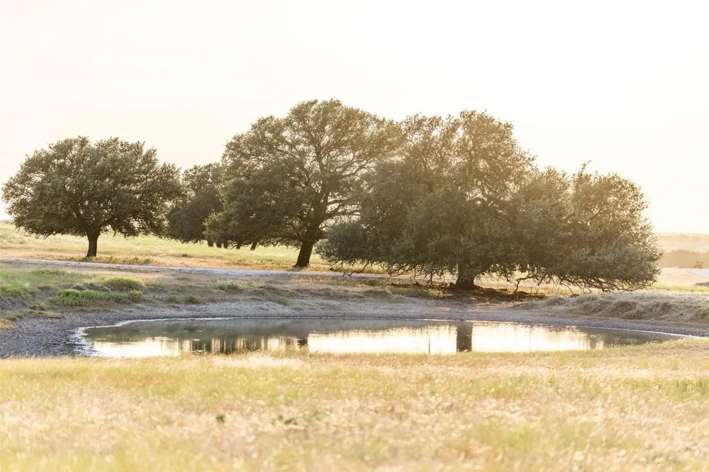 890 FM 573 Mullin, TX 76864