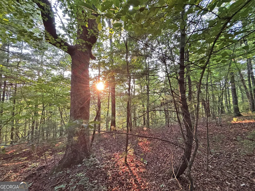 LOTS1920 Mt. Springer RD Ellijay, GA 30540