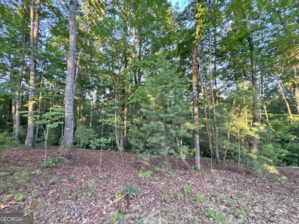 LOTS1920 Mt. Springer RD Ellijay, GA 30540