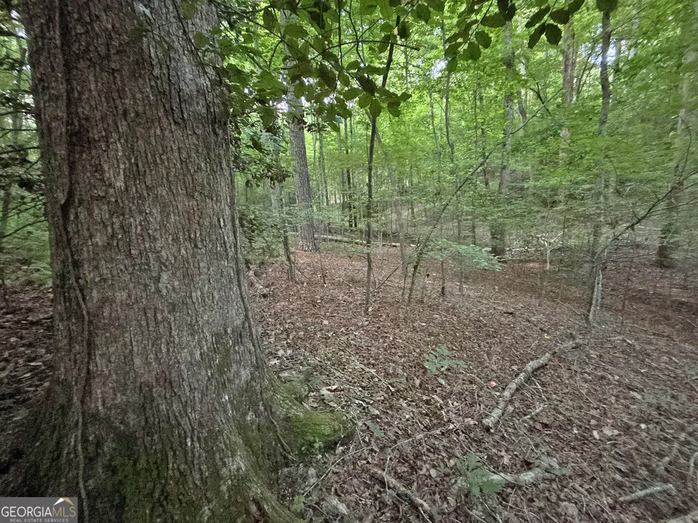 LOTS1920 Mt. Springer RD Ellijay, GA 30540