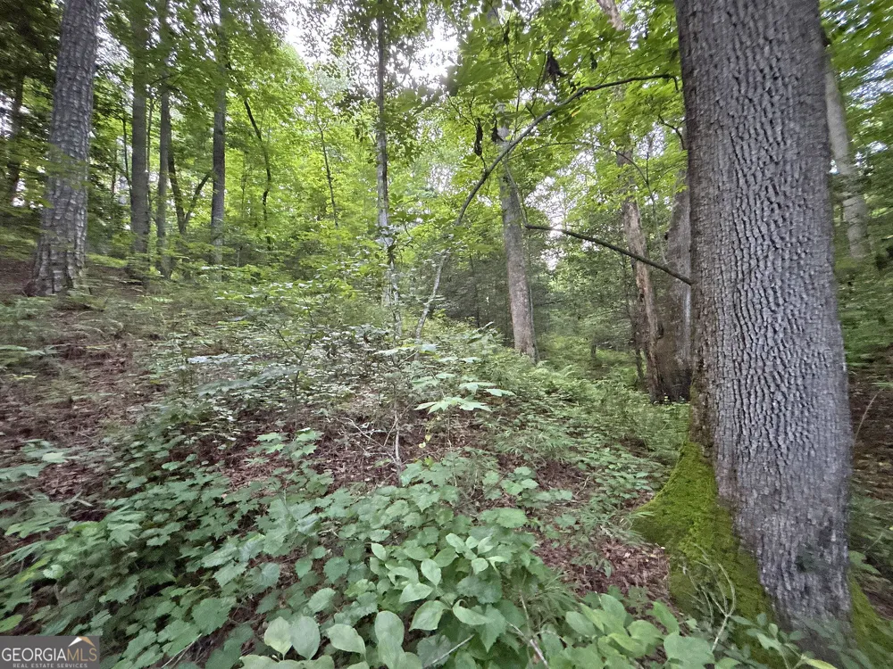 LOTS1920 Mt. Springer RD Ellijay, GA 30540