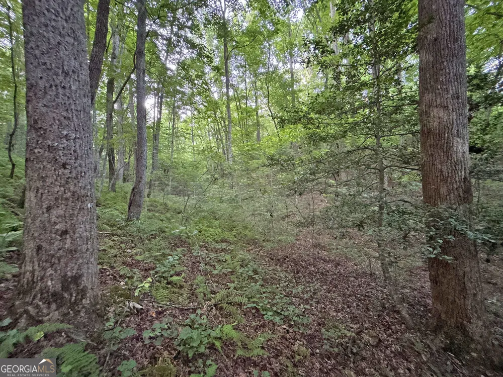 LOTS1920 Mt. Springer RD Ellijay, GA 30540