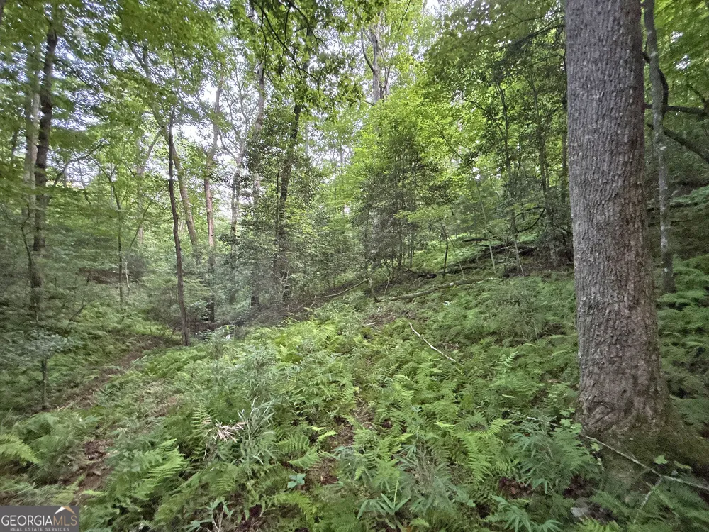 LOTS1920 Mt. Springer RD Ellijay, GA 30540