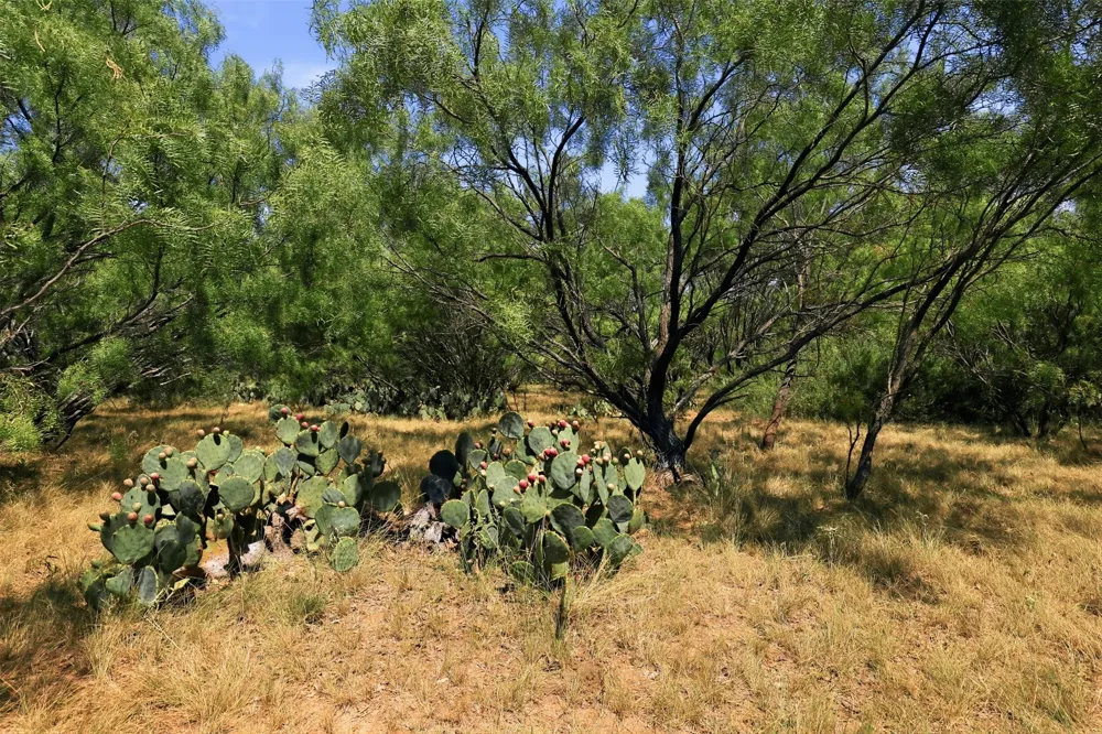 County Road 162 Cisco, TX 76437