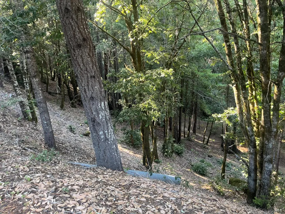 2581 Primrose Drive Willits, CA 95490