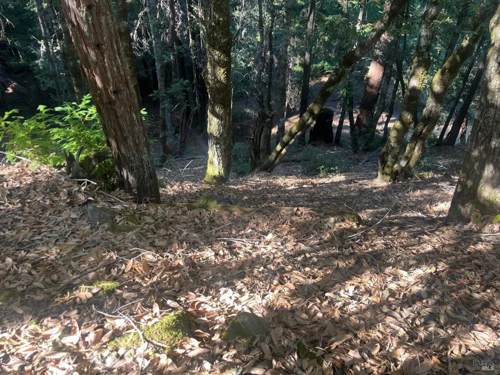 2581 Primrose Drive Willits, CA 95490