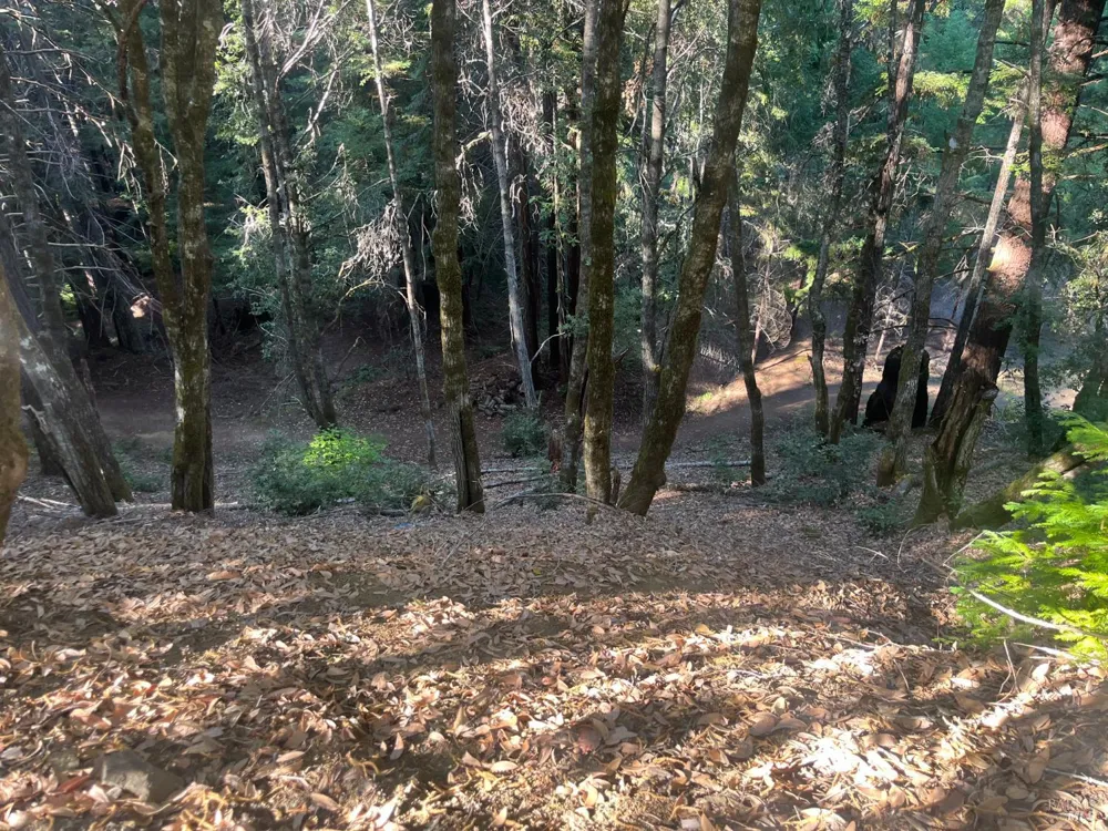 2581 Primrose Drive Willits, CA 95490