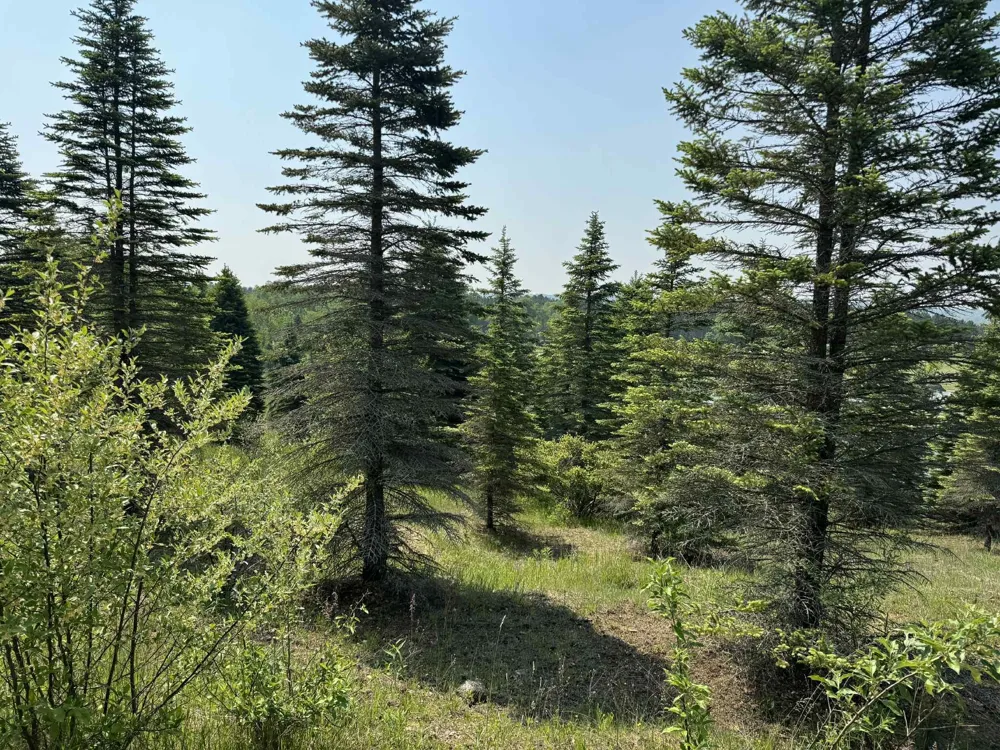 6294 100th Avenue Osceola Township, MI 49631