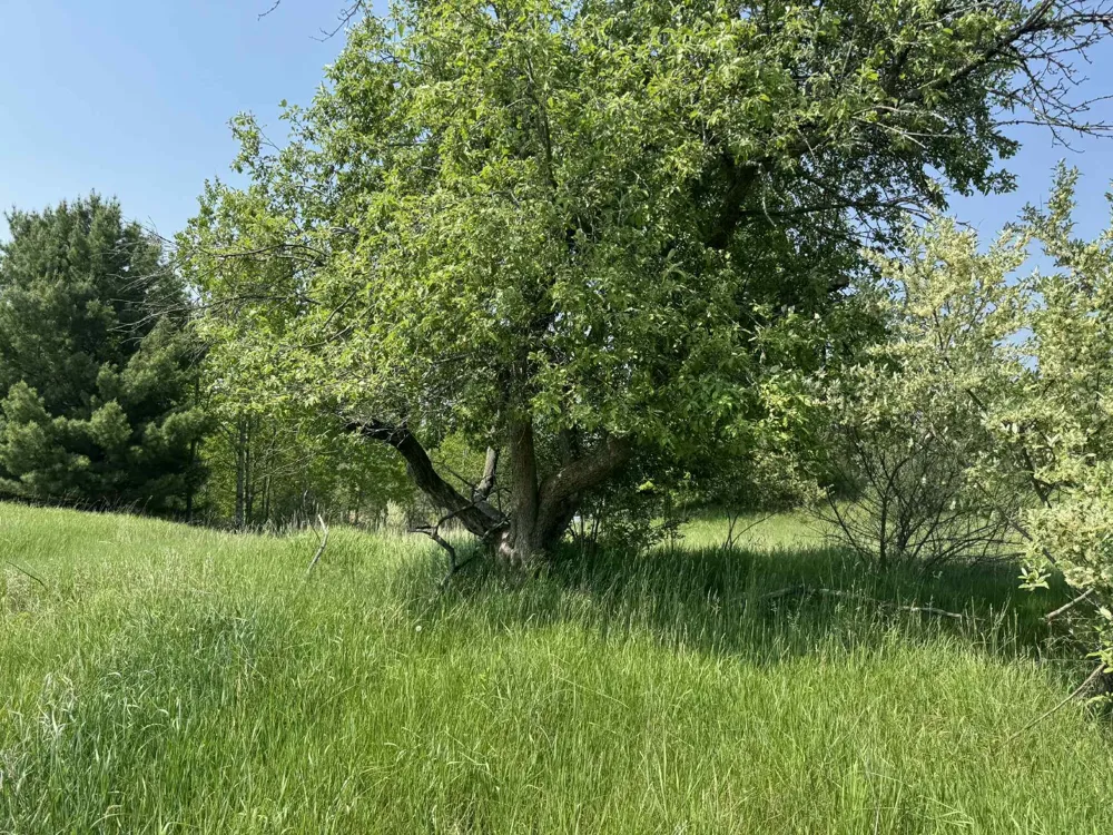 6294 100th Avenue Osceola Township, MI 49631