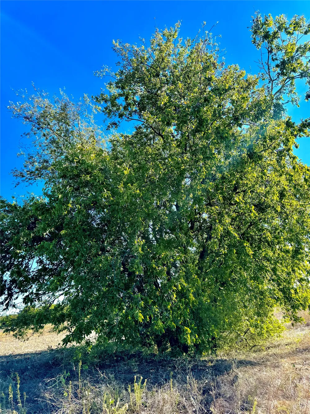 COUNTY ROAD 590 Nevada, TX 75173