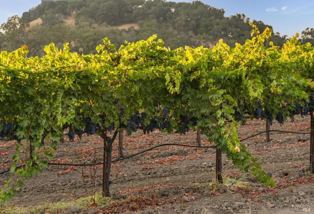 6950 Yount Street Yountville, CA 94599