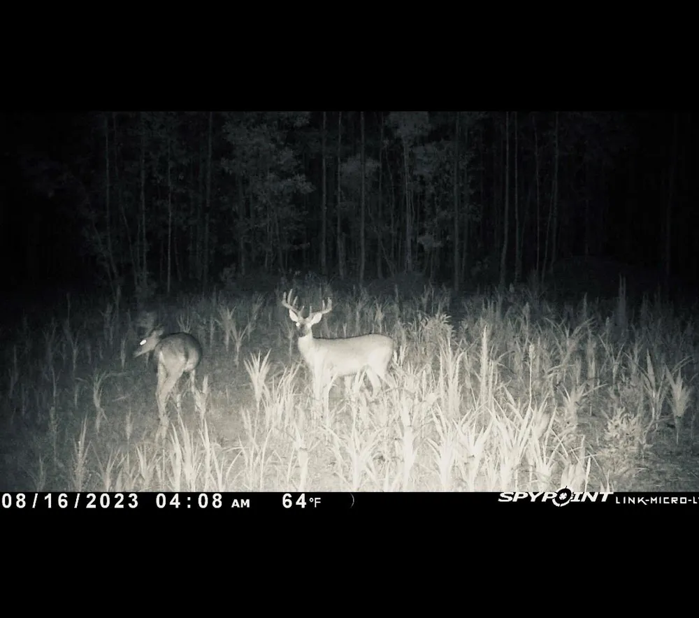 Langham Kountze, TX 77625