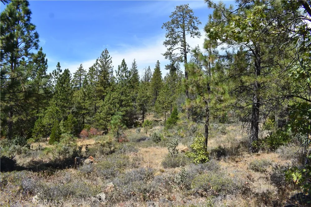 155 Black Tail Road Oroville, CA 95966