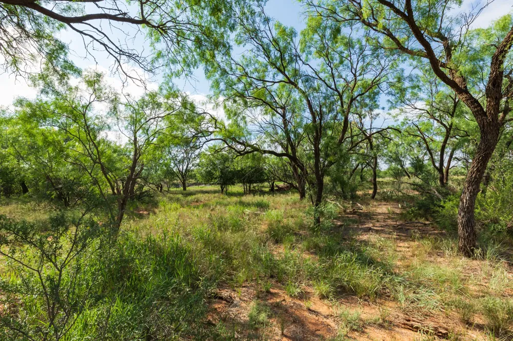 1 CR 441 Sweetwater, TX 79556
