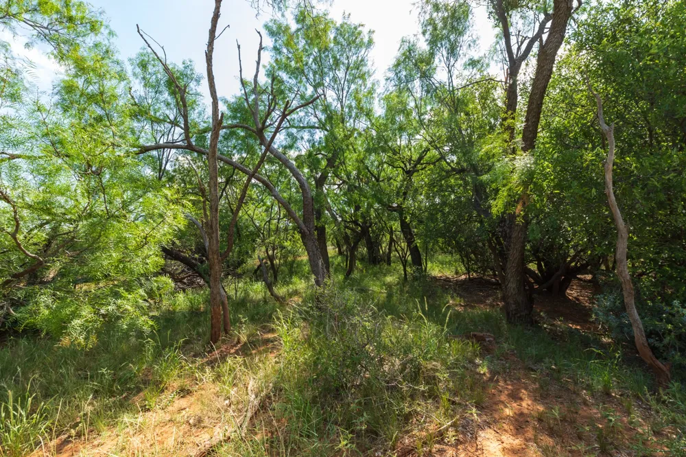 1 CR 441 Sweetwater, TX 79556