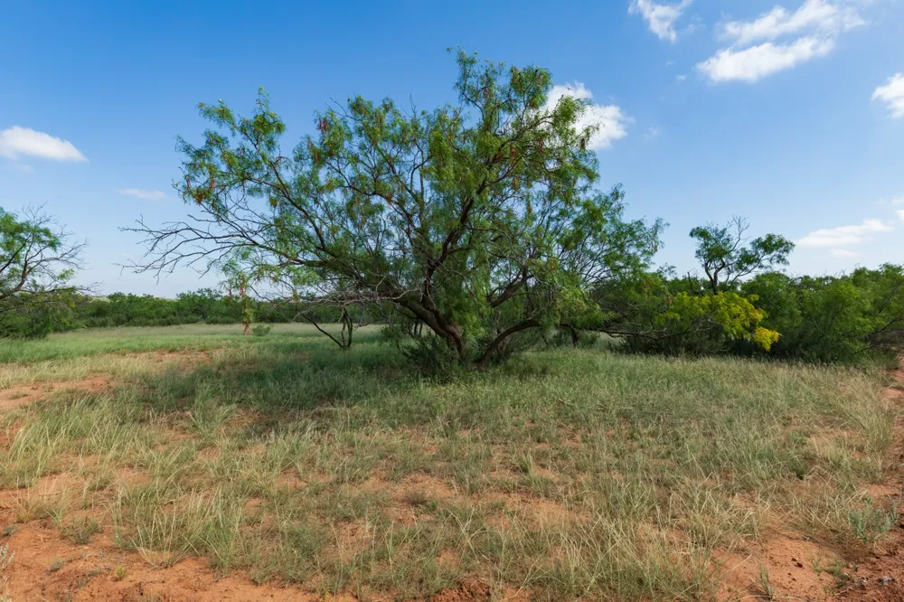 1 CR 441 Sweetwater, TX 79556