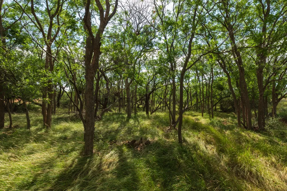 1 CR 441 Sweetwater, TX 79556