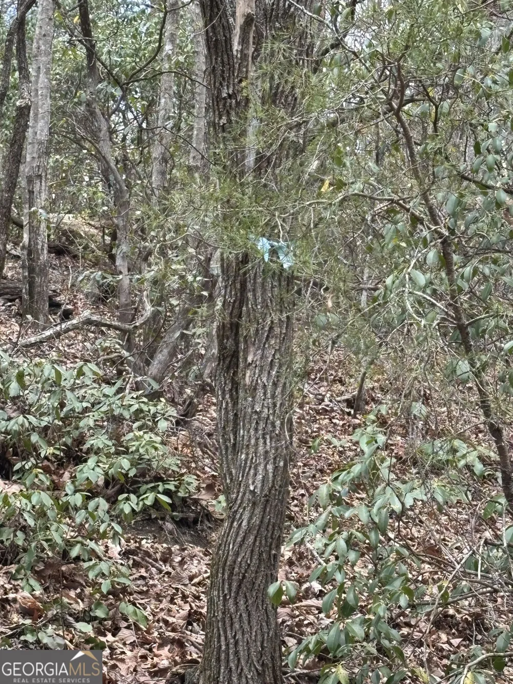 0 Laurel BR Dawsonville, GA 30534