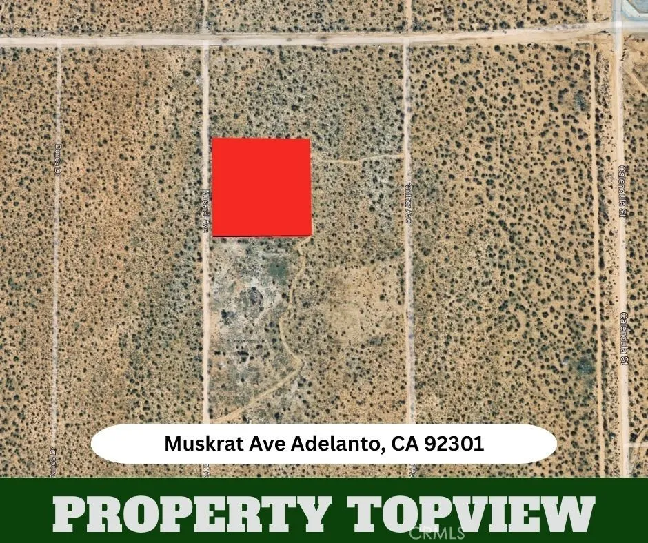 Muskrat Adelanto, CA 92301