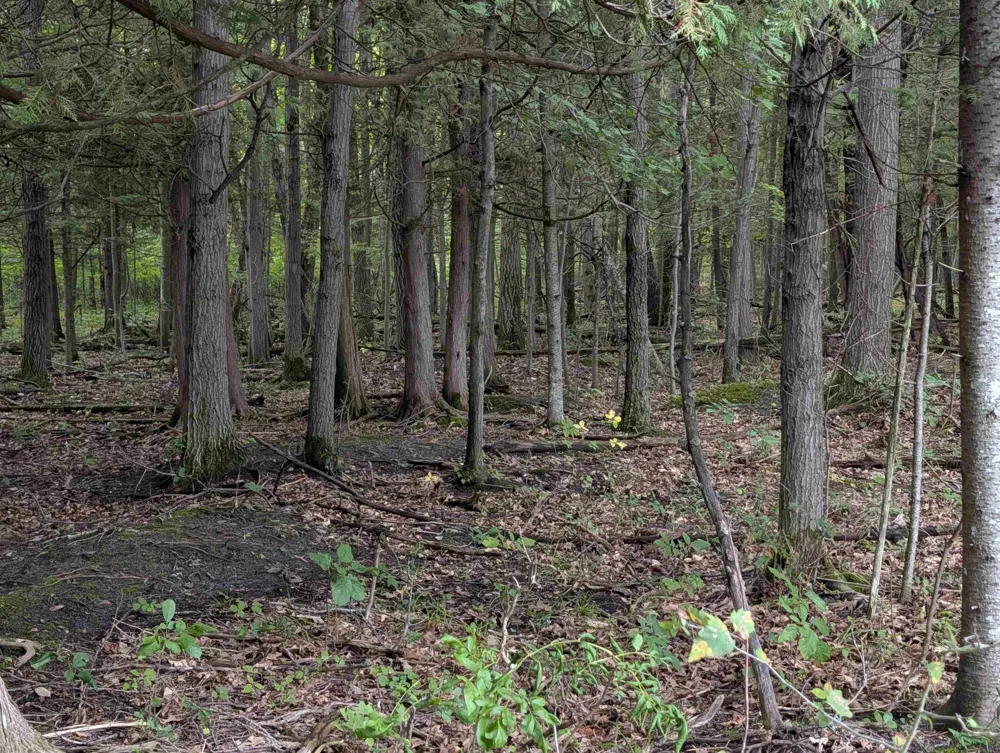 W Huron Arenac Township, MI 48749