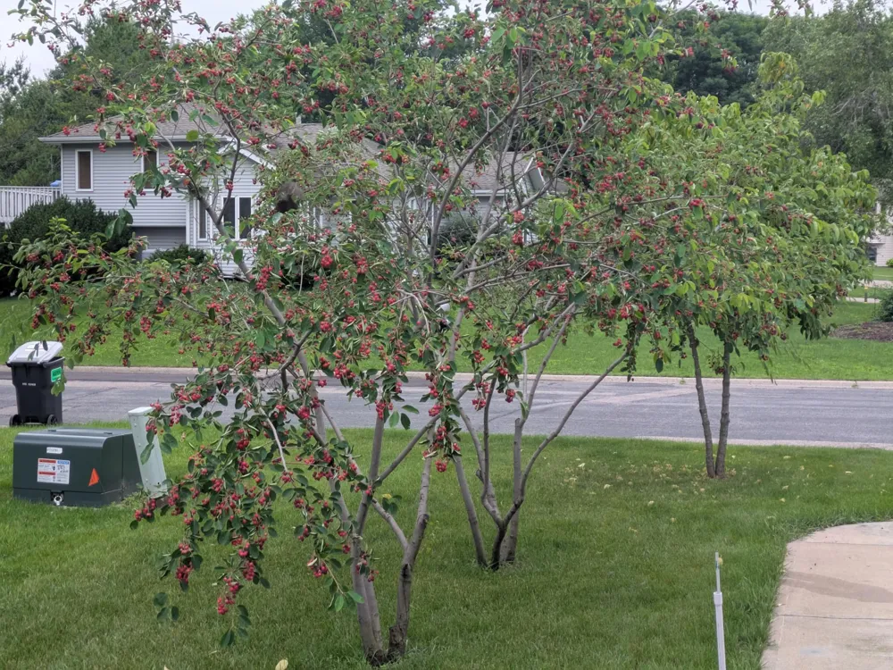 1013 Rushmore Drive Burnsville, MN 55306