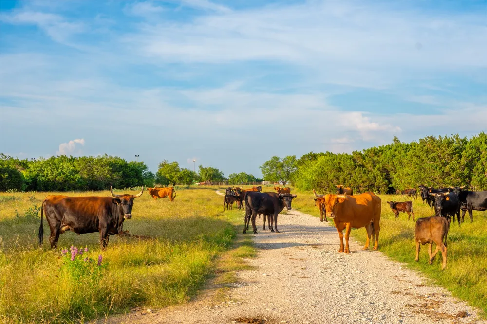 CR207 Burnet, TX 78611