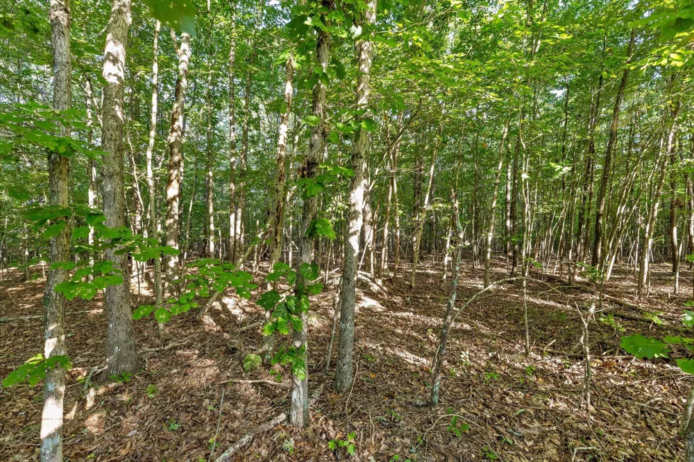Yankee Road Trenton, GA 30752