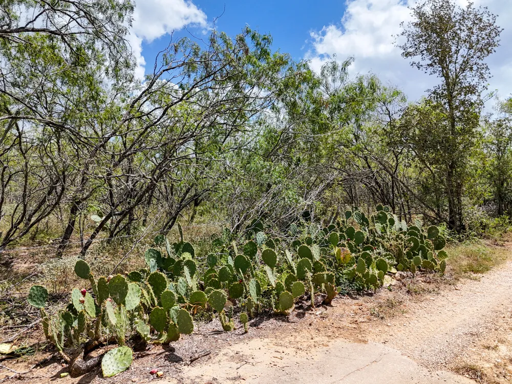 485 FM 672 Dale, TX 78616