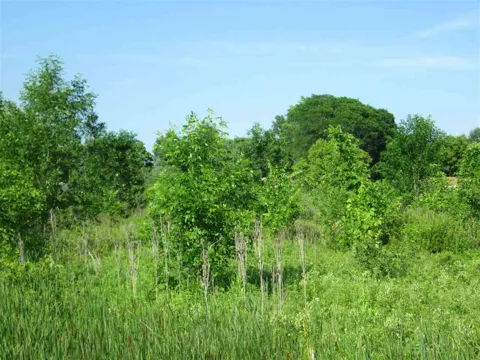 Wadhams Road