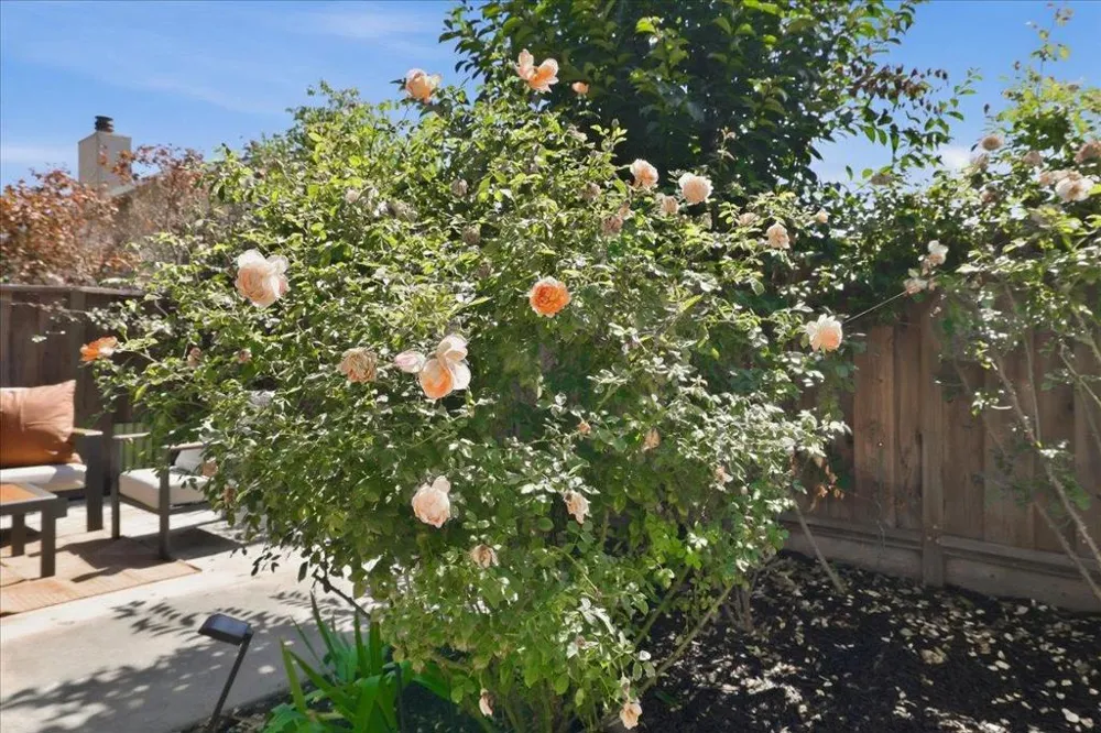 4562 Carmen Way Union City, CA 94587