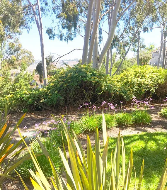 55 Fleurance Laguna Niguel, CA 92677