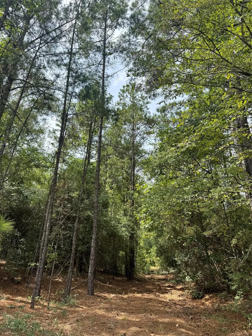 5 Falcon Court Huntsville, TX 77340